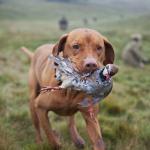 Zákaz volného pohybu zvířat v honitbě